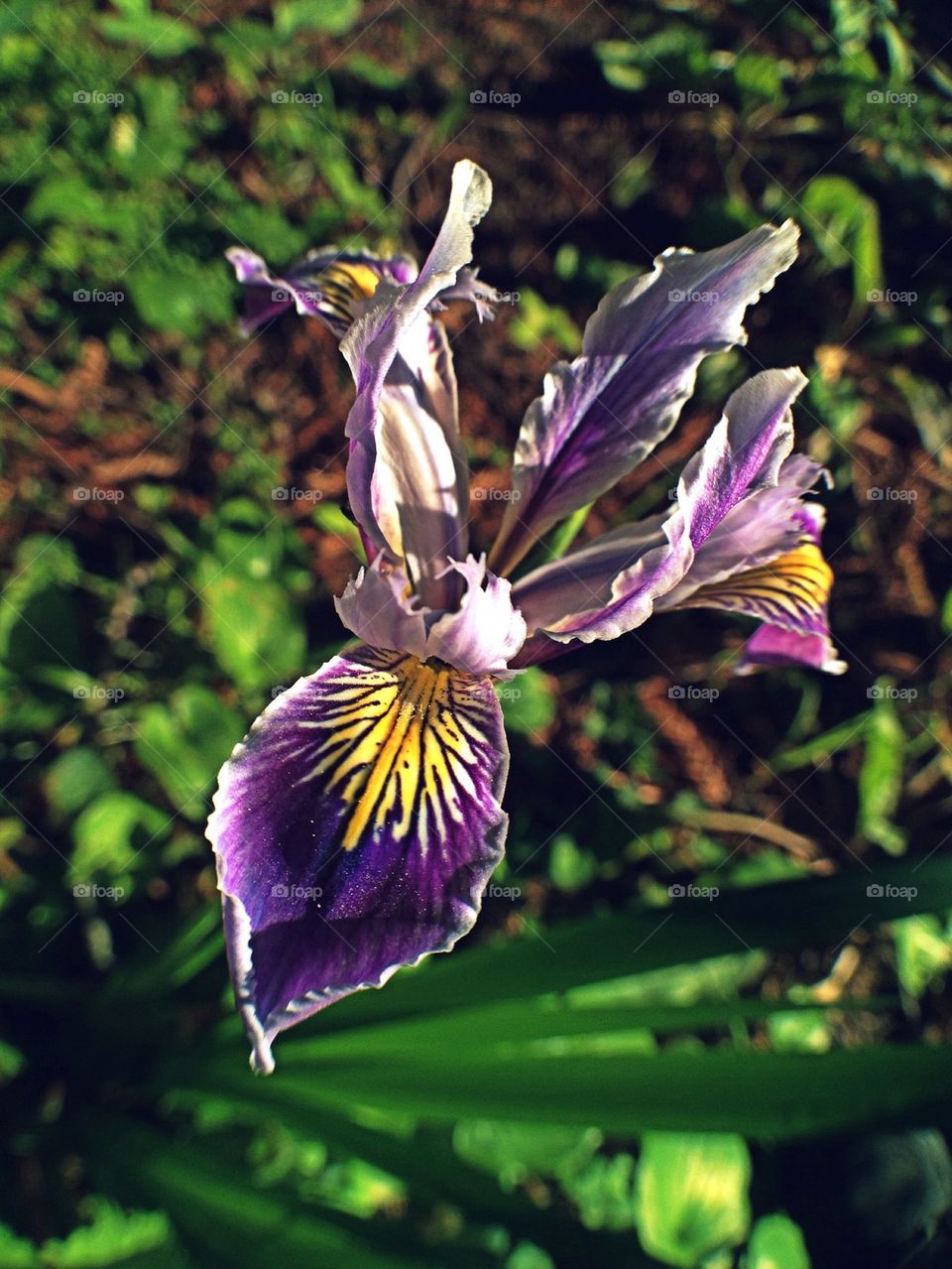 Iris