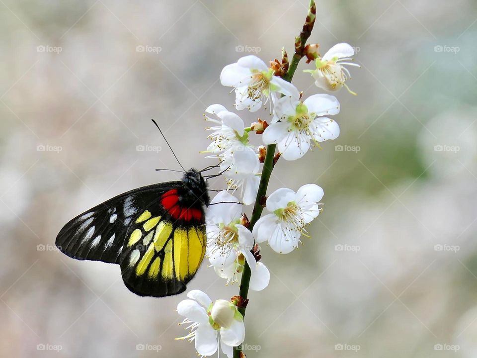 Beautiful and colourful butterfly