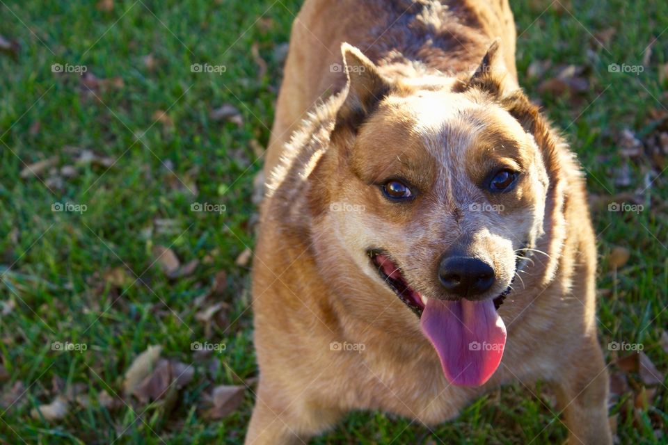 An Australian Cattle Dog / Red Heeler enjoying the outdoors 