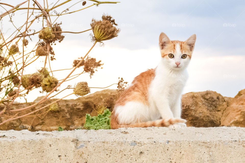 Orange Stray Kitten Outdoors
