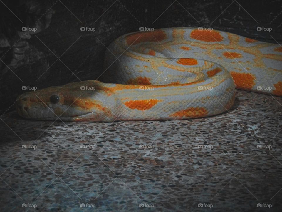 White-Orange venomous snake ready to hunt