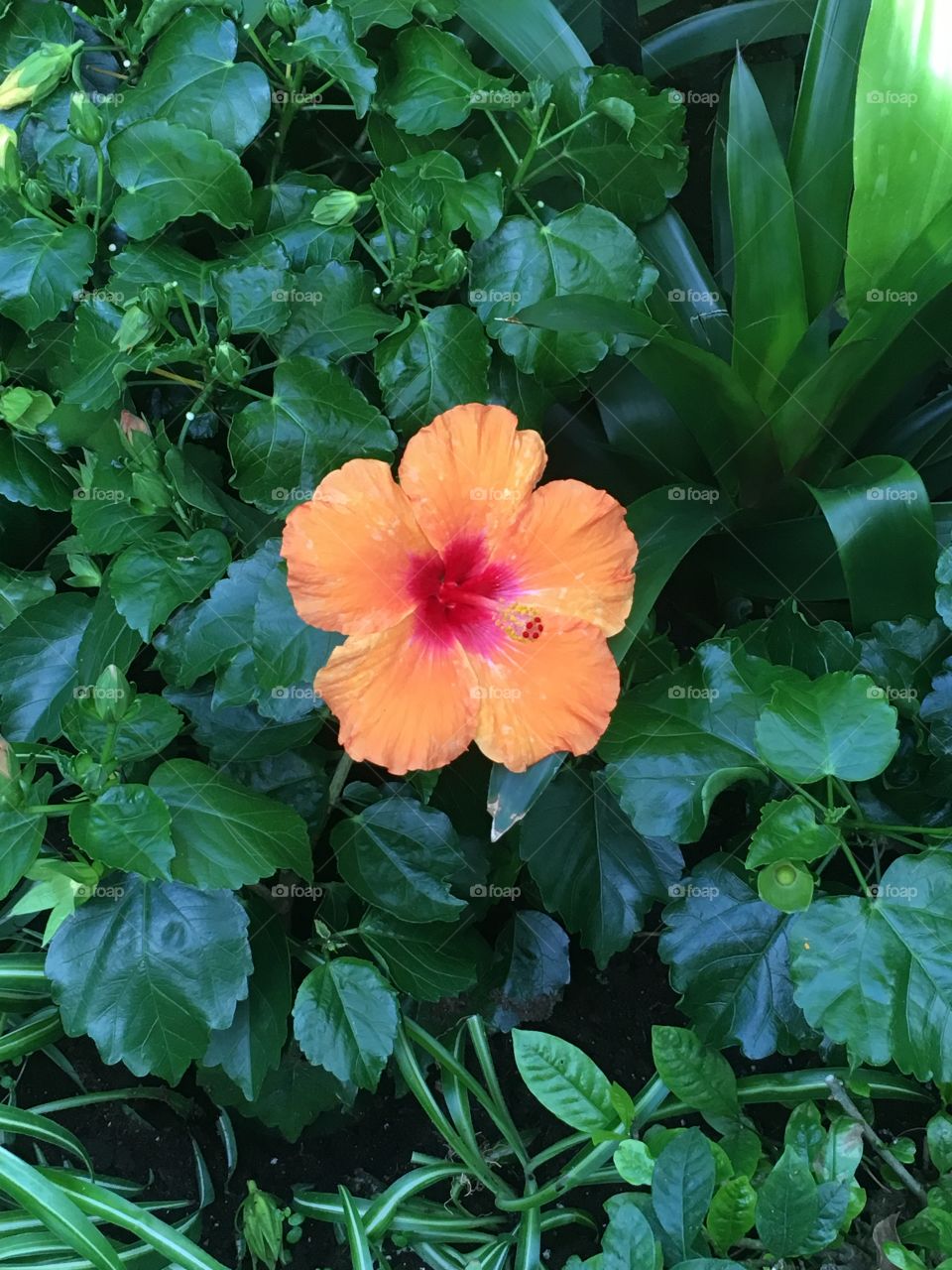 Orange hibiscus. 
