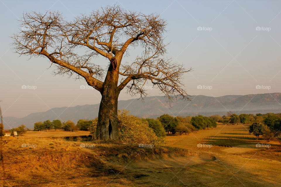Baobab tree on landscape during sunrise