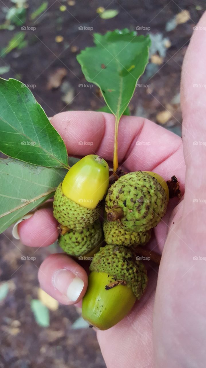 Acorns are an amazing thing from which the mighty oak tree grows. Gathering acorns on an autumn hike.