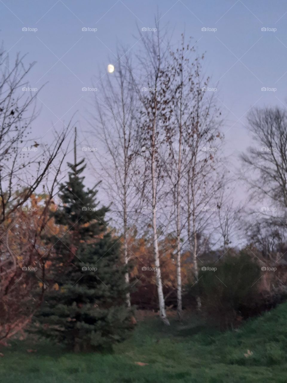 early evening in autumn with half moon