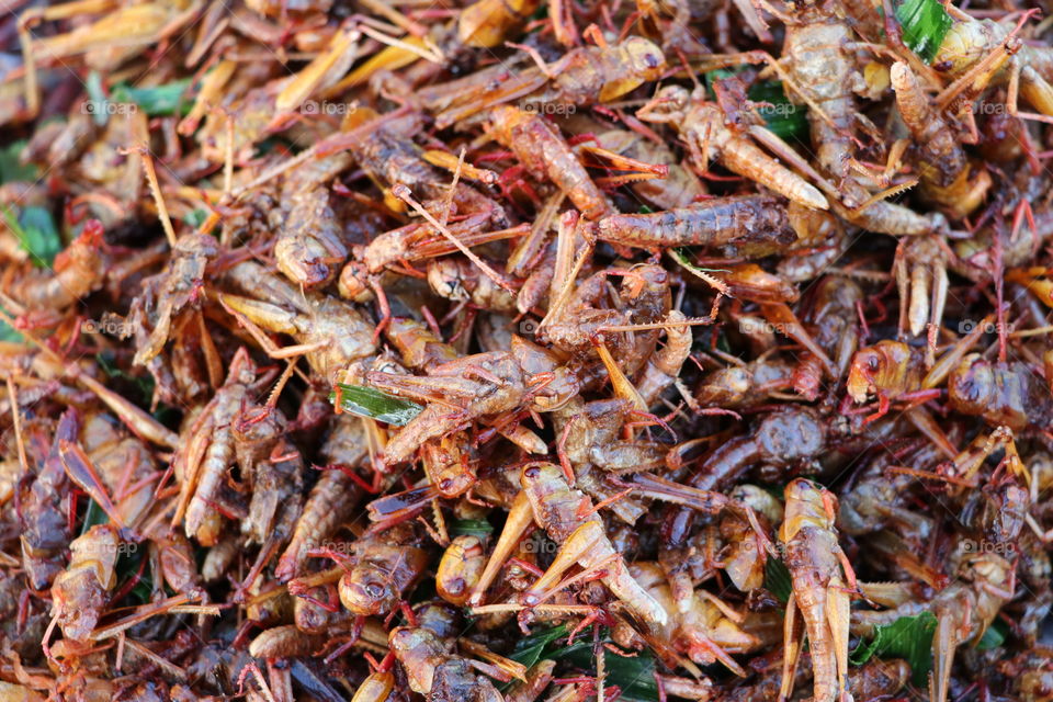 Fried locust