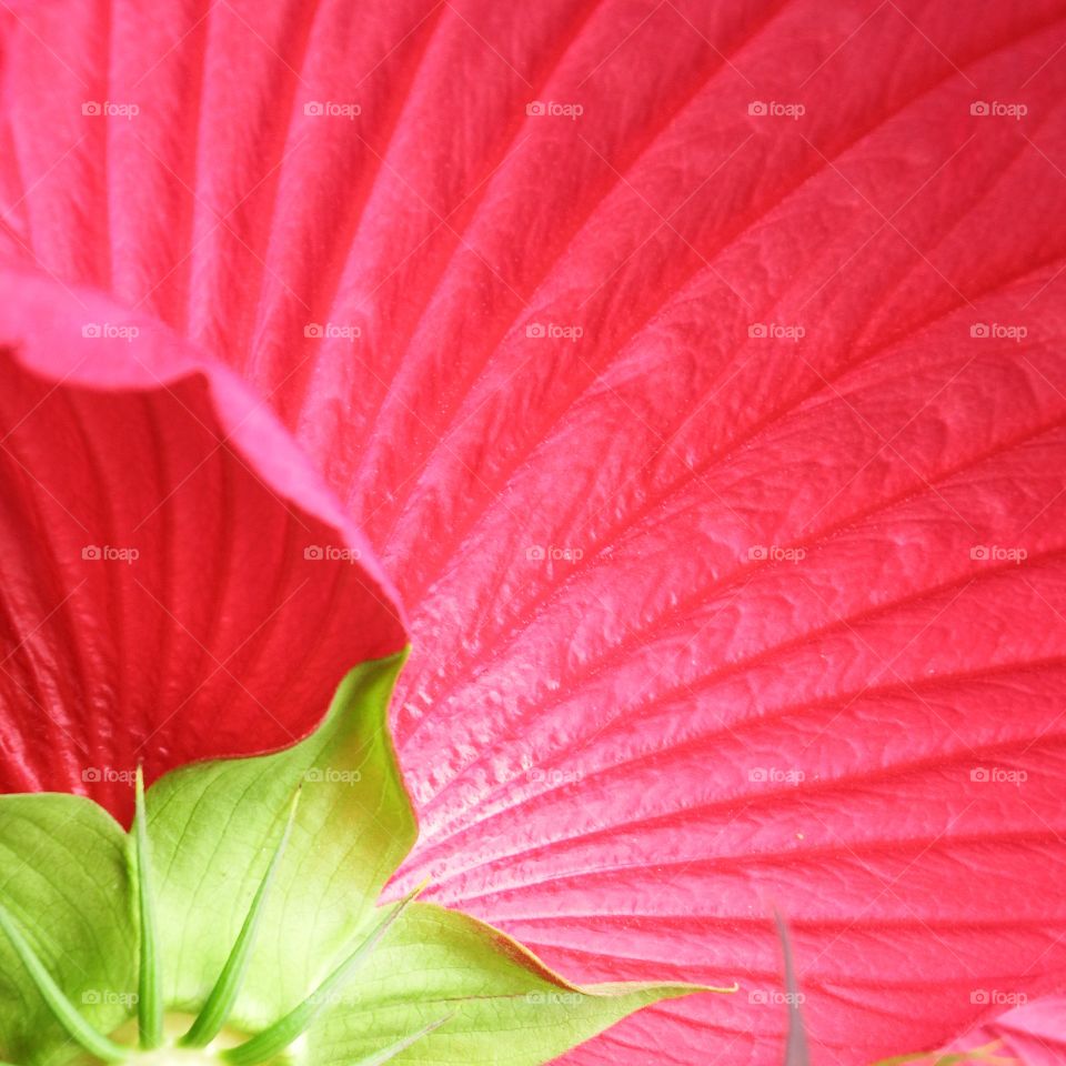 Macro closeup of a pink flower petal