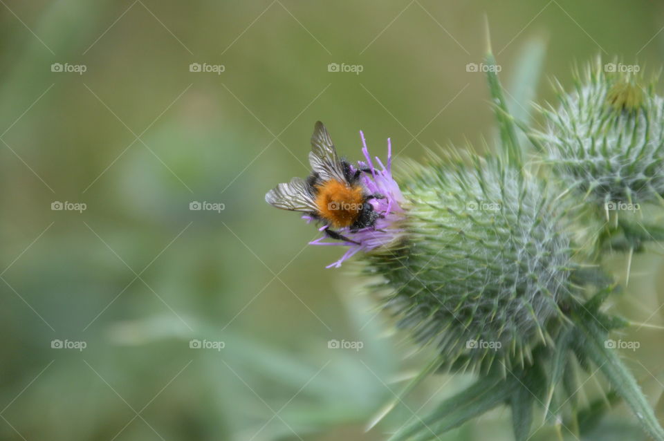 Bumblebee At A Wildflower