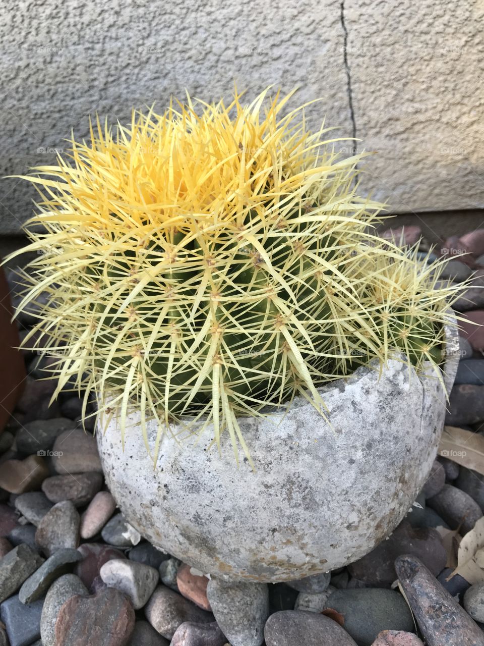 Cactus