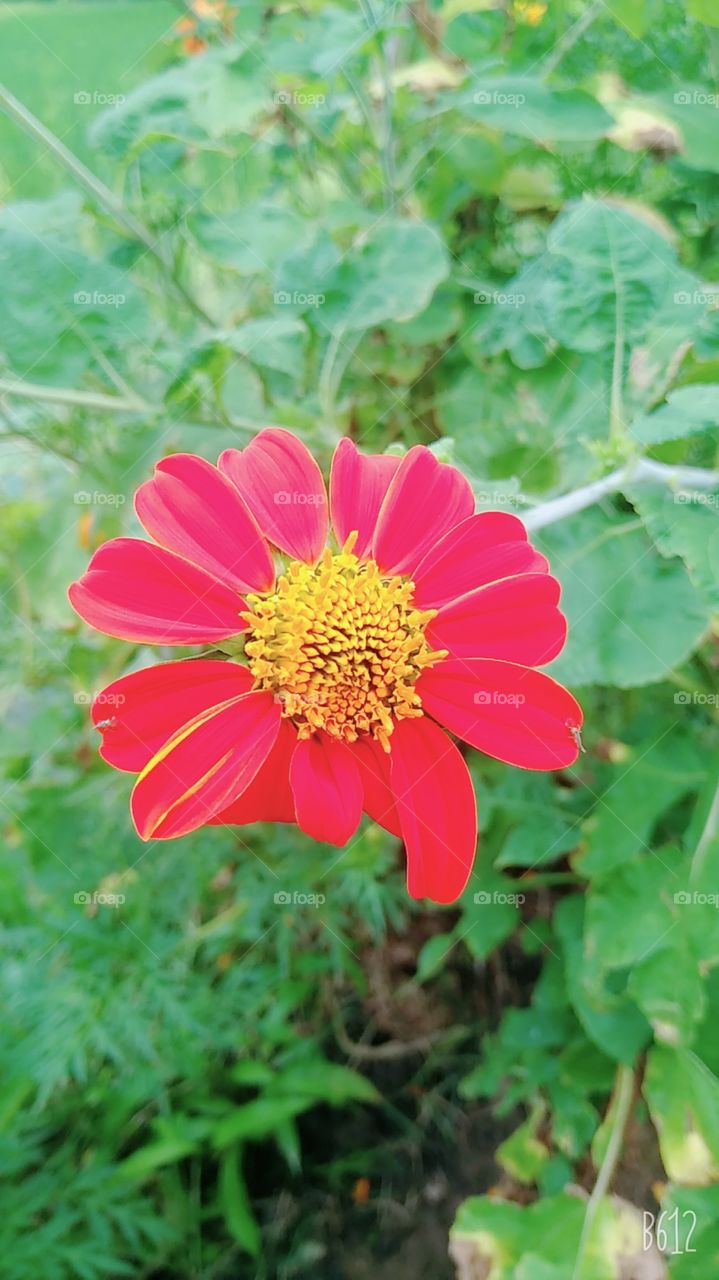 flower