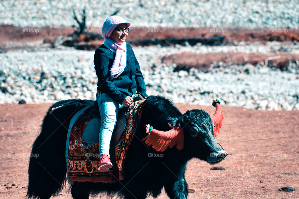 Close-Up Of a cheerful young woman sitting on Yak. Yak safari in Sikkim India.