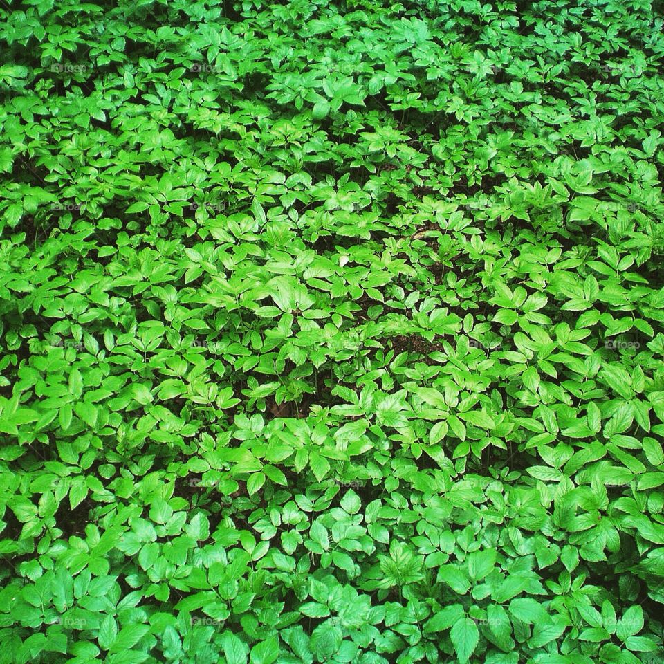 Evergreen leaves