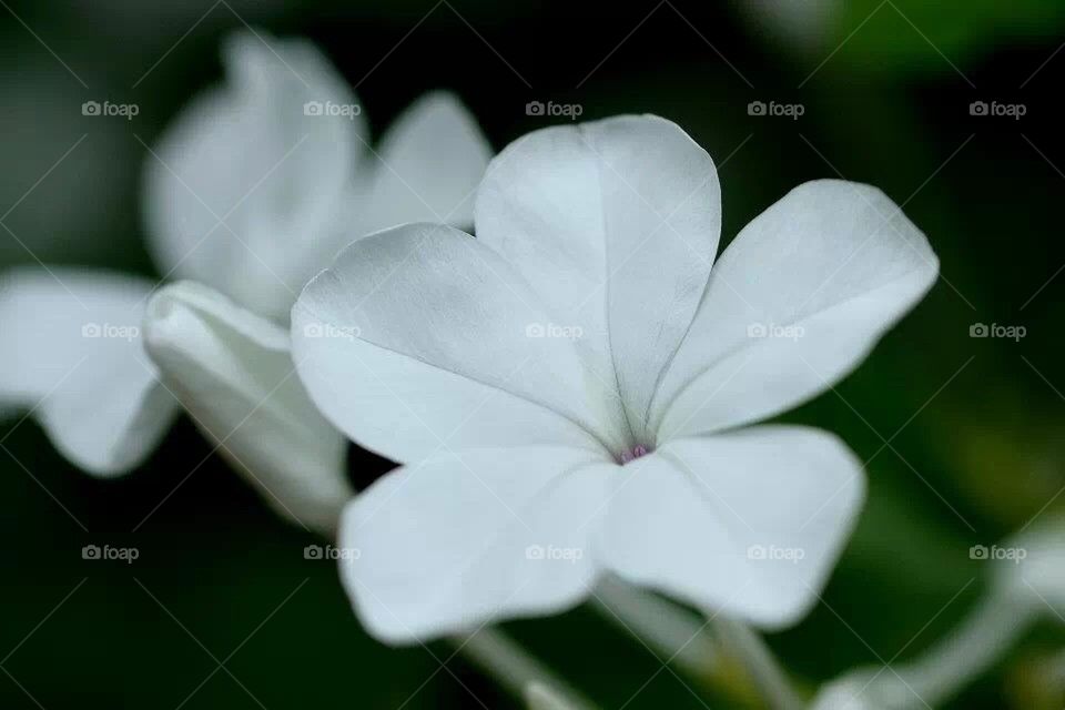 White flower