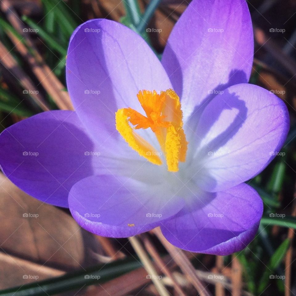 Crocus close up