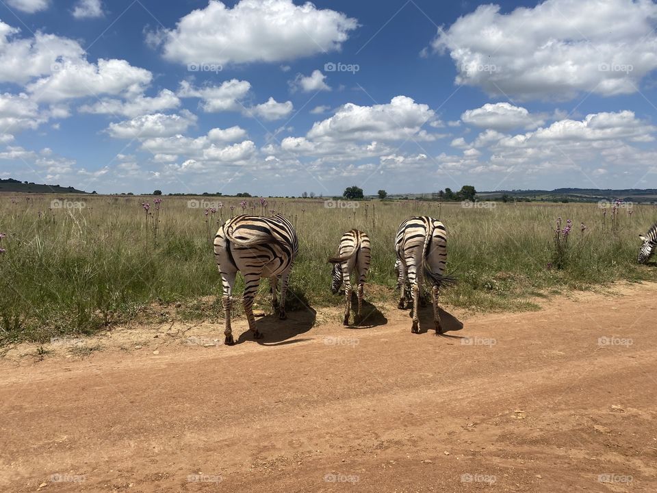 Zebra booty