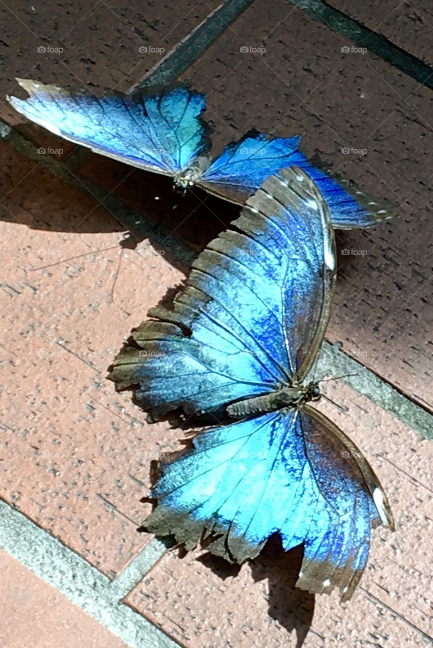 Blue Morpho Love 
Butterflies dancing and being together. Two blue butterflies in love.