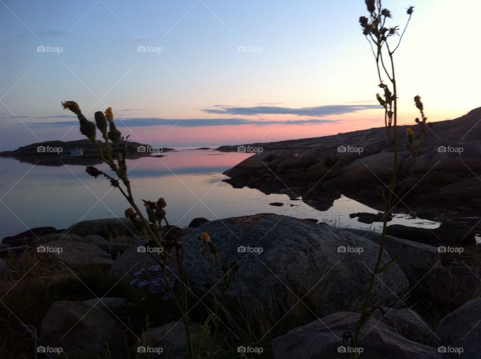 Flower in sunset