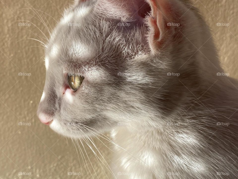 Spots of lights reflect on the cat’s face 