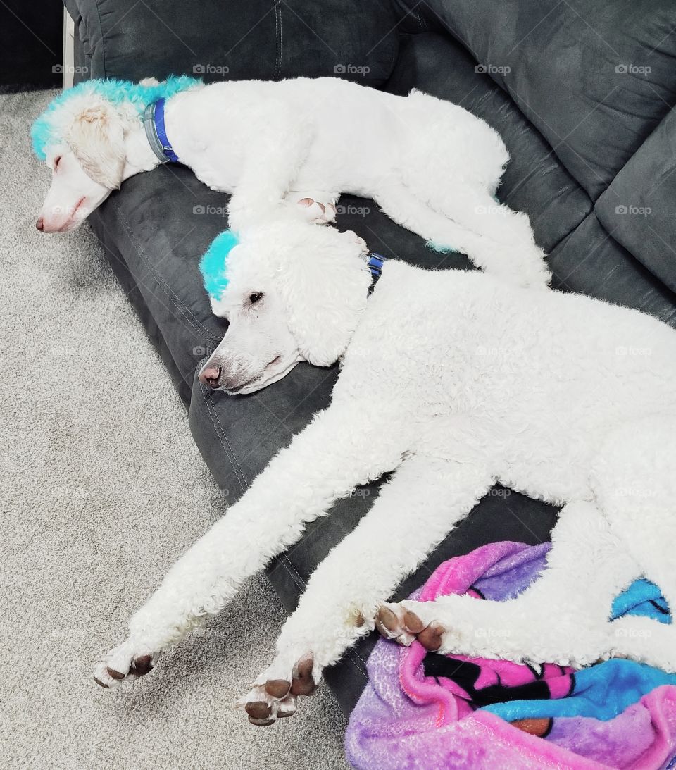 tired poodles