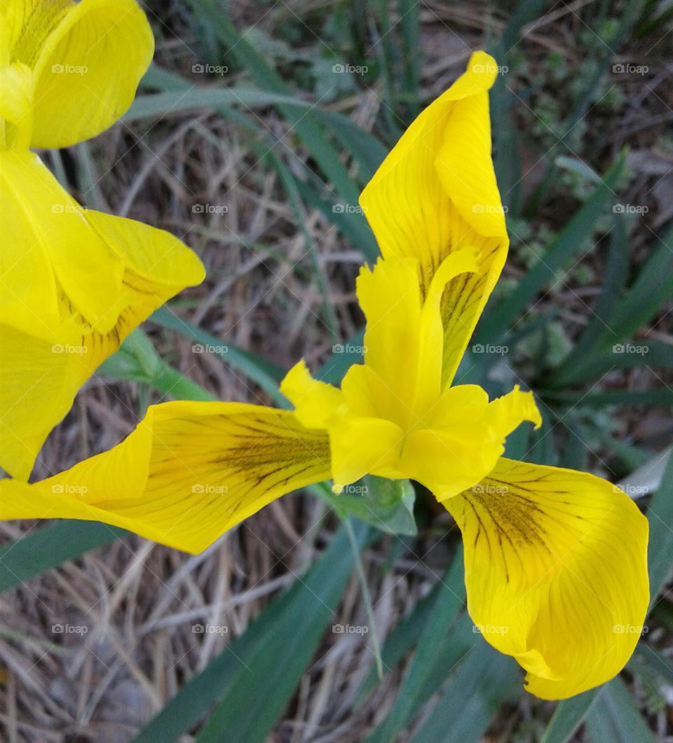 yellow iris