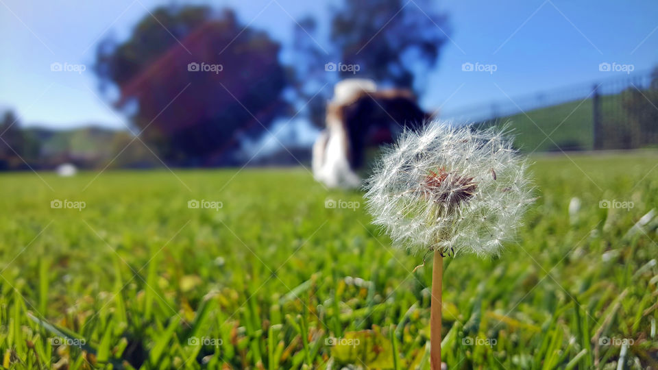 Dandelion in spring with dog in background