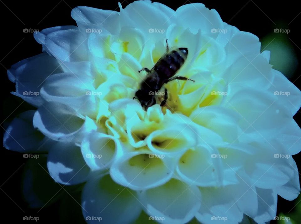 White flower and busy bee