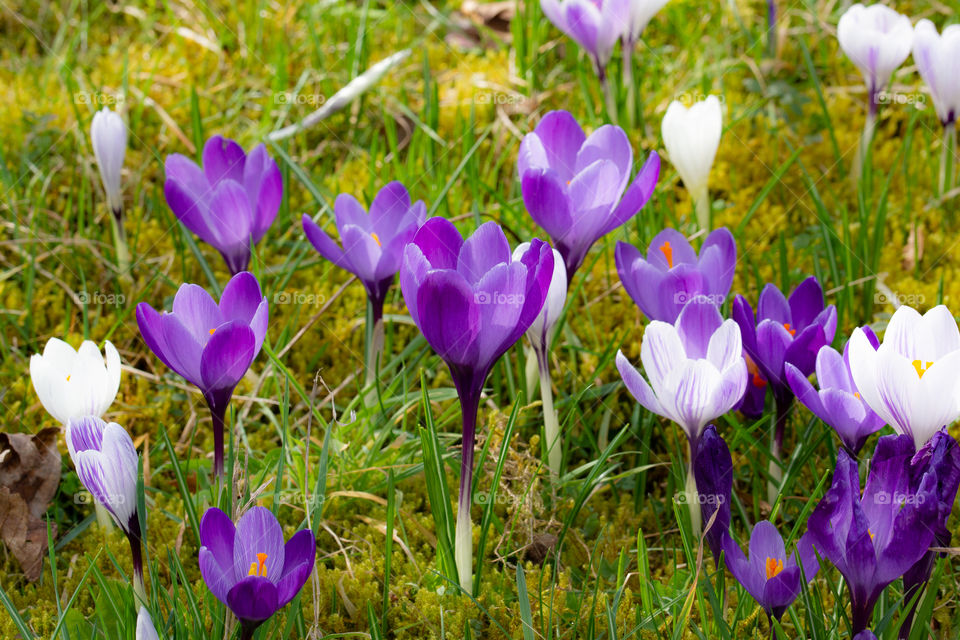 purple and white crocuses