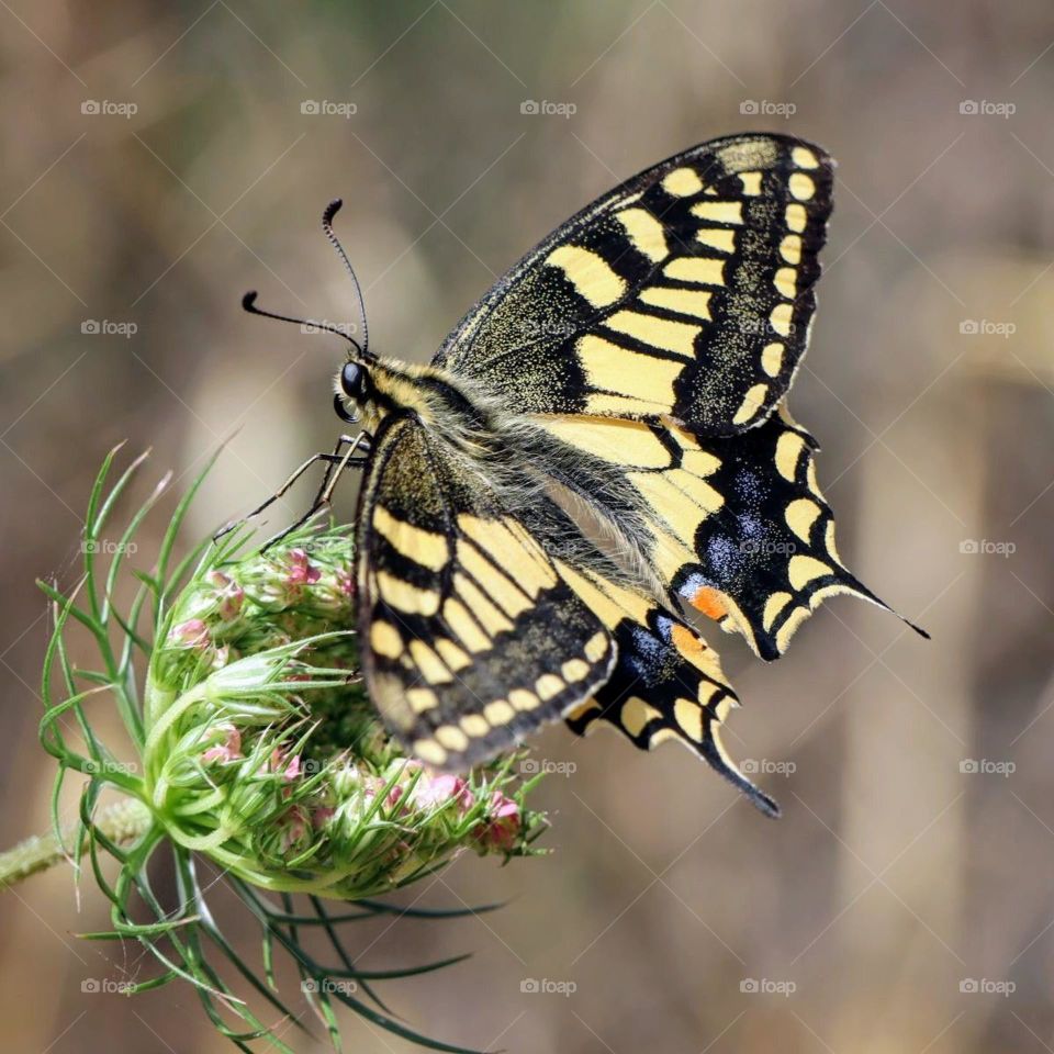 Swallowtail