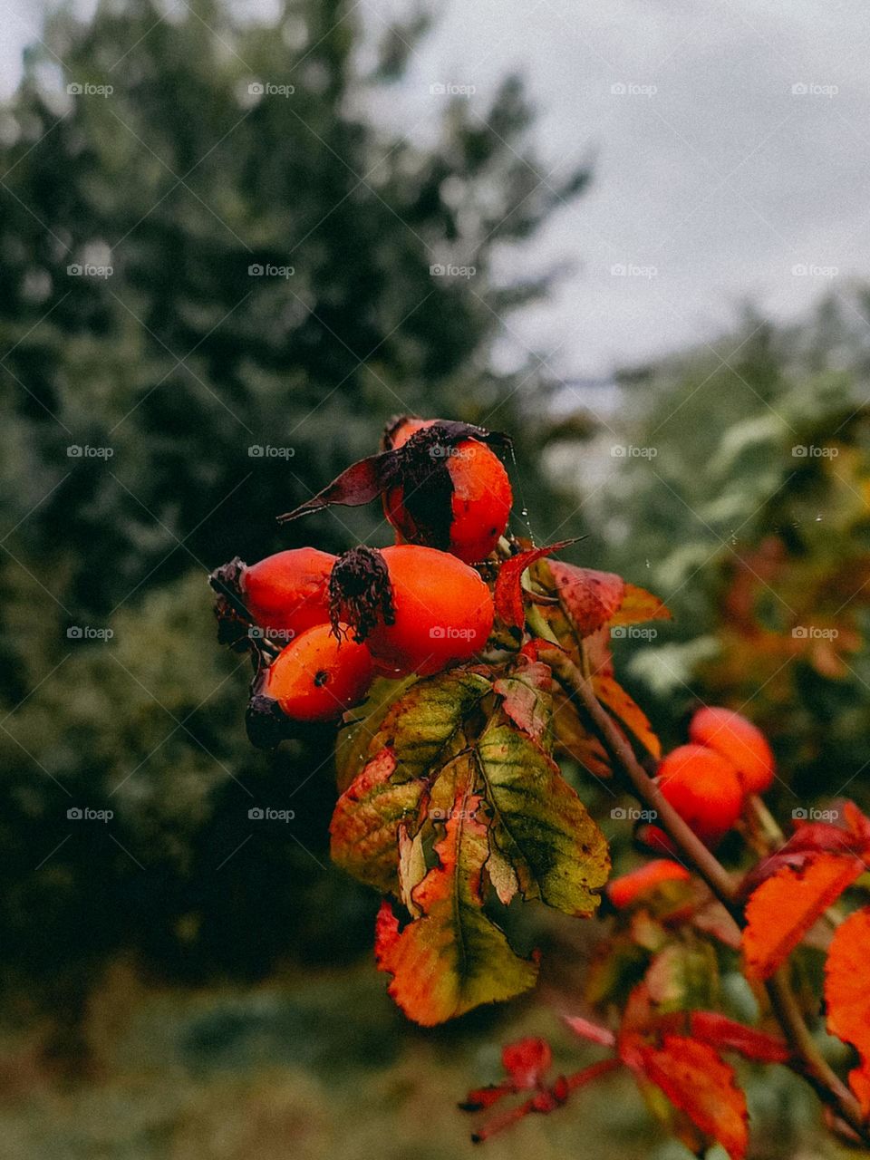 Red berries of dog rose close up