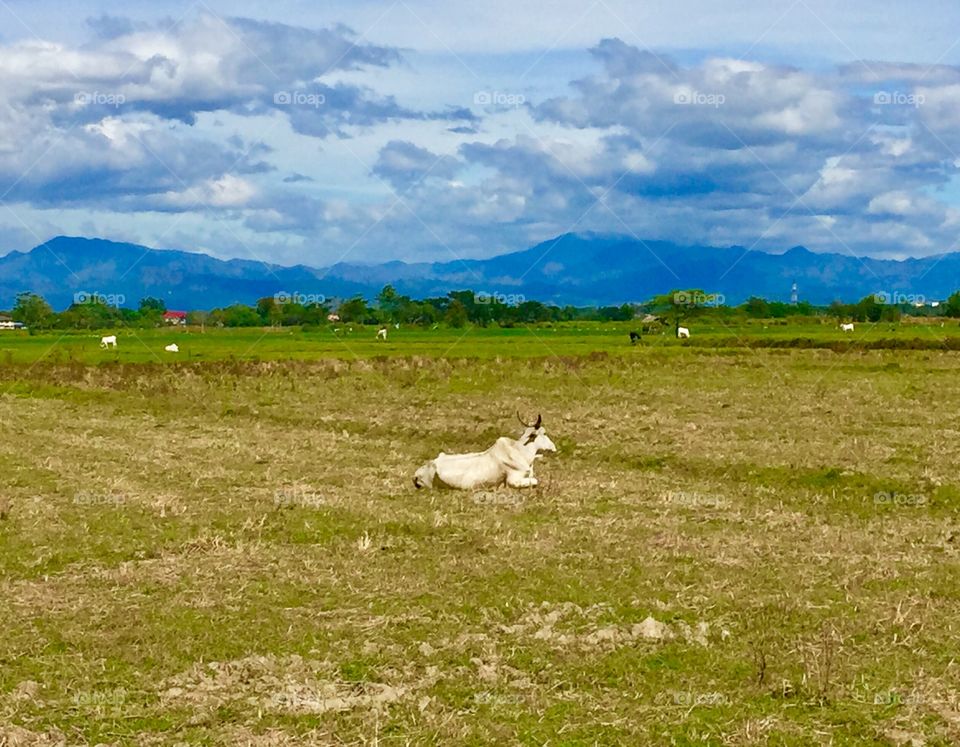 White cow is laying down on the field Philippines