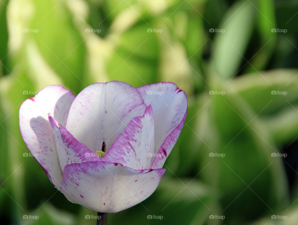 White tulip with purple edging