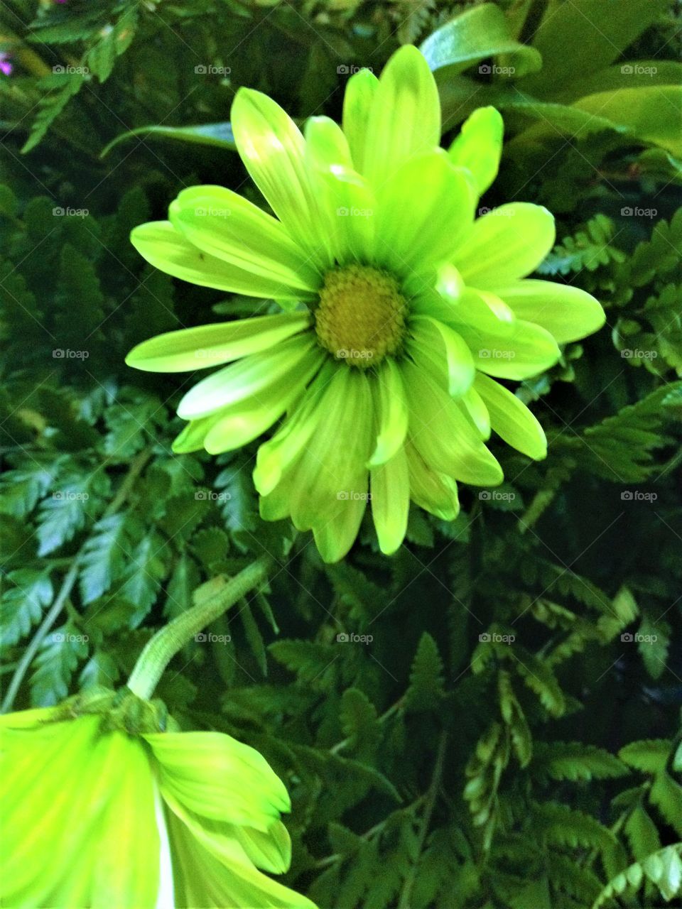 Green flower