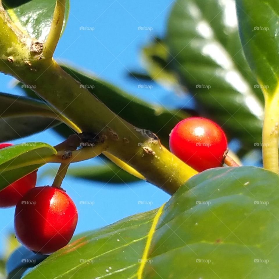 Holly tree closeup