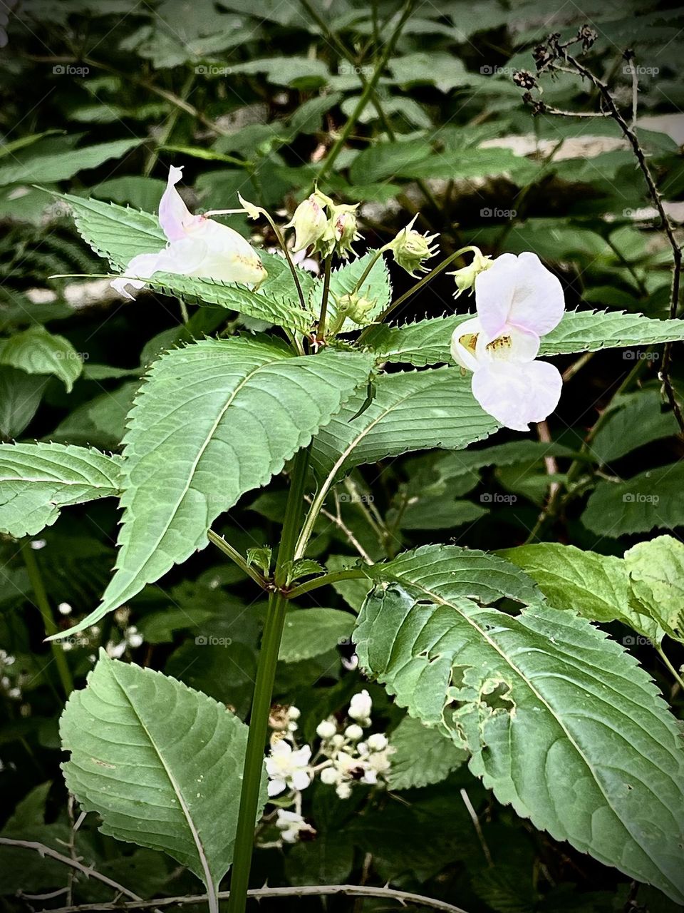 Wild plants 