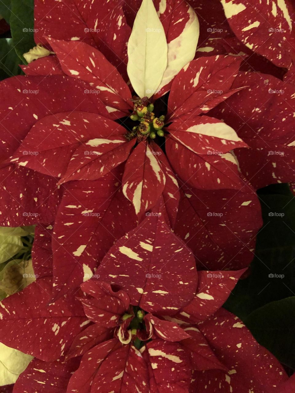 Poinsettia 