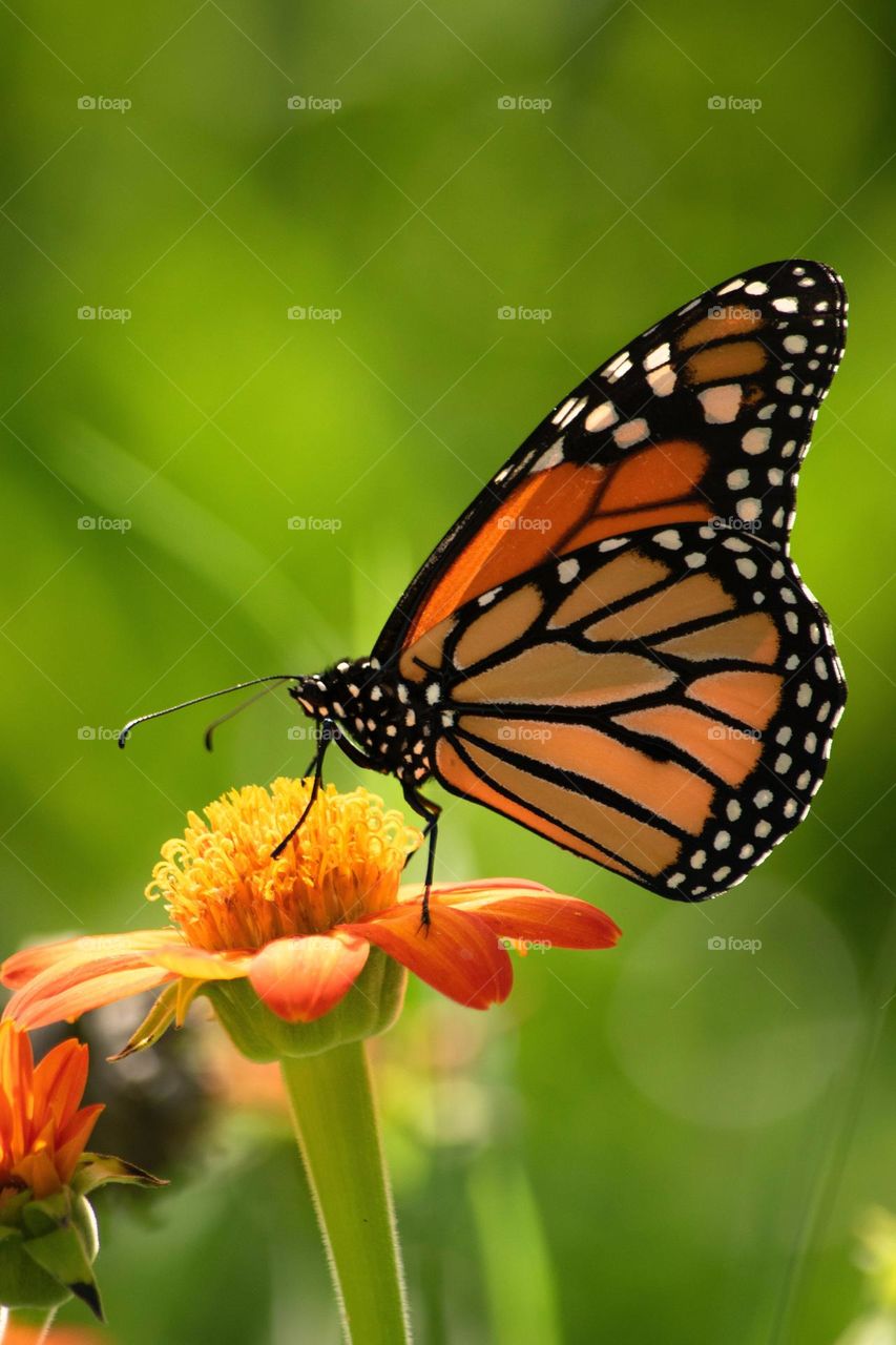 Beautiful and colourful butterfly