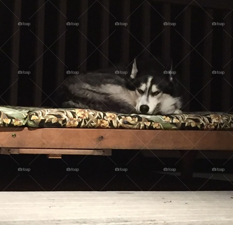 My beautiful Siberian husky 