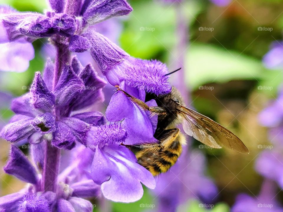 Sideview of a black and gold bumble bee with his head inside a purple mystic spires flower and his legs and hands hanging on to the exterior of the flower.