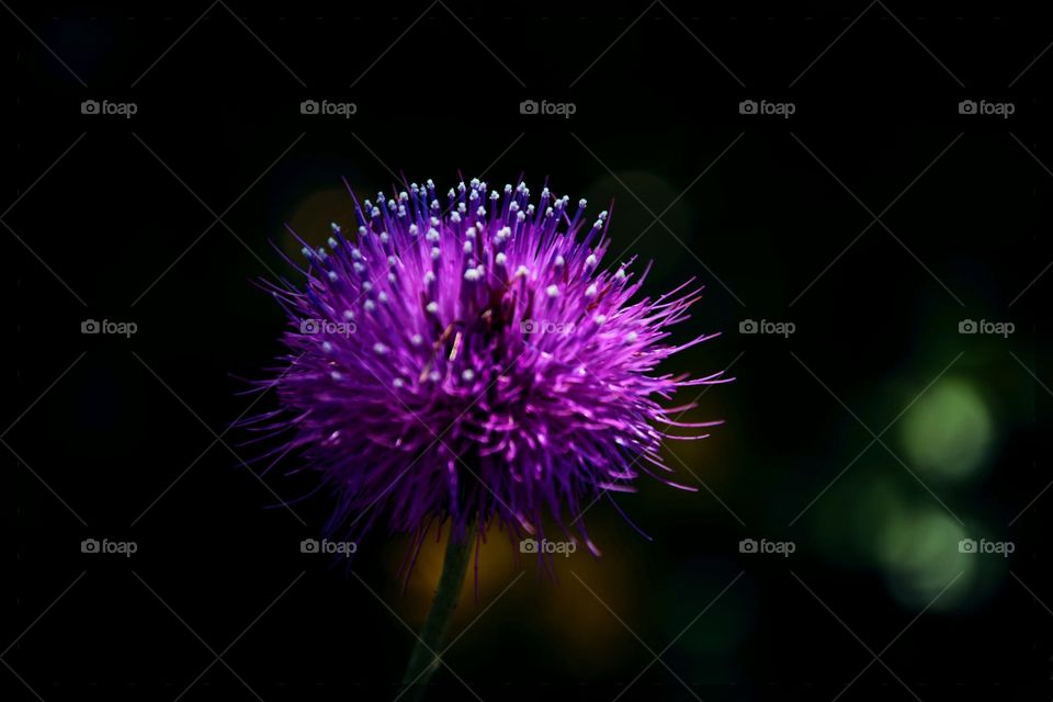 Flower,  thistle focus
