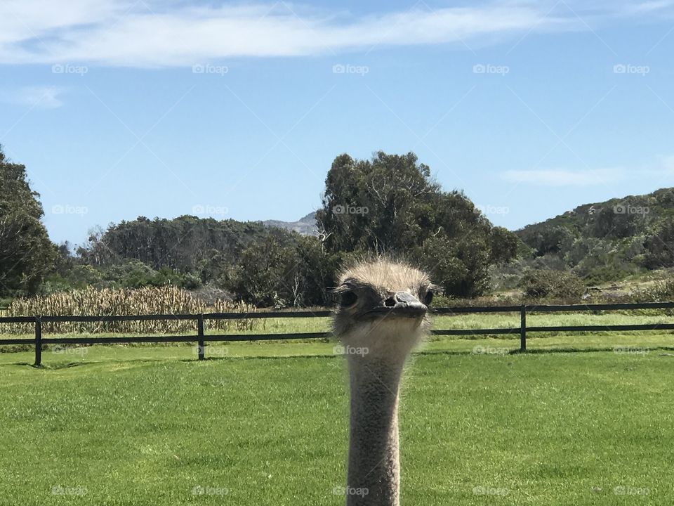 Ostrich farm 
