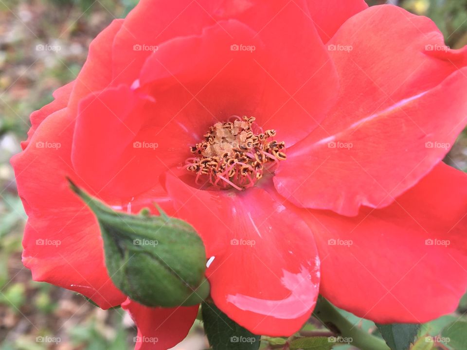 Welcome rain for end summer rose