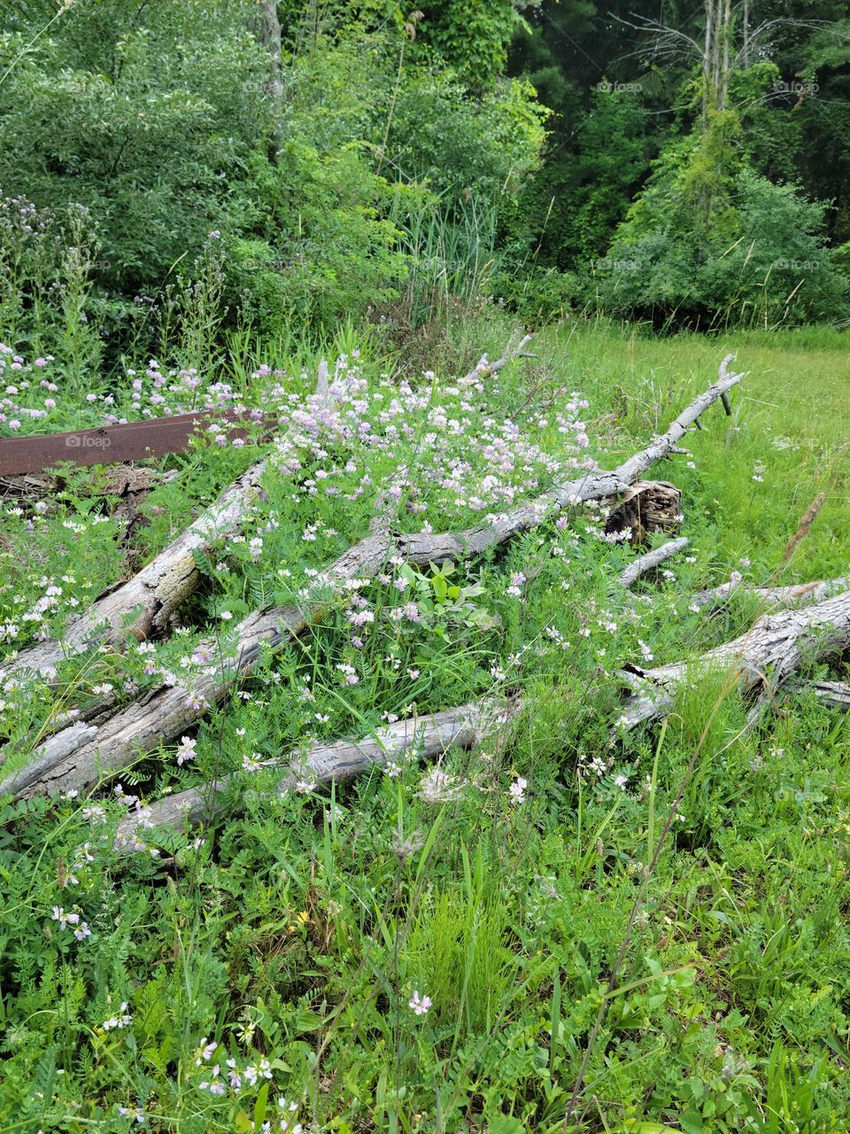 Flower Patch in the Down Tree