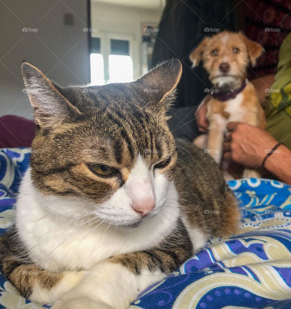 Older cat suspects there is an interloper (cat meets new puppy for first time)