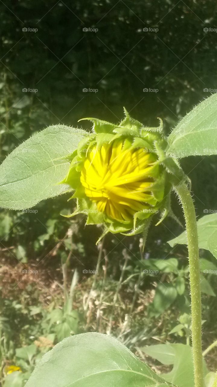 Sunflower Bud