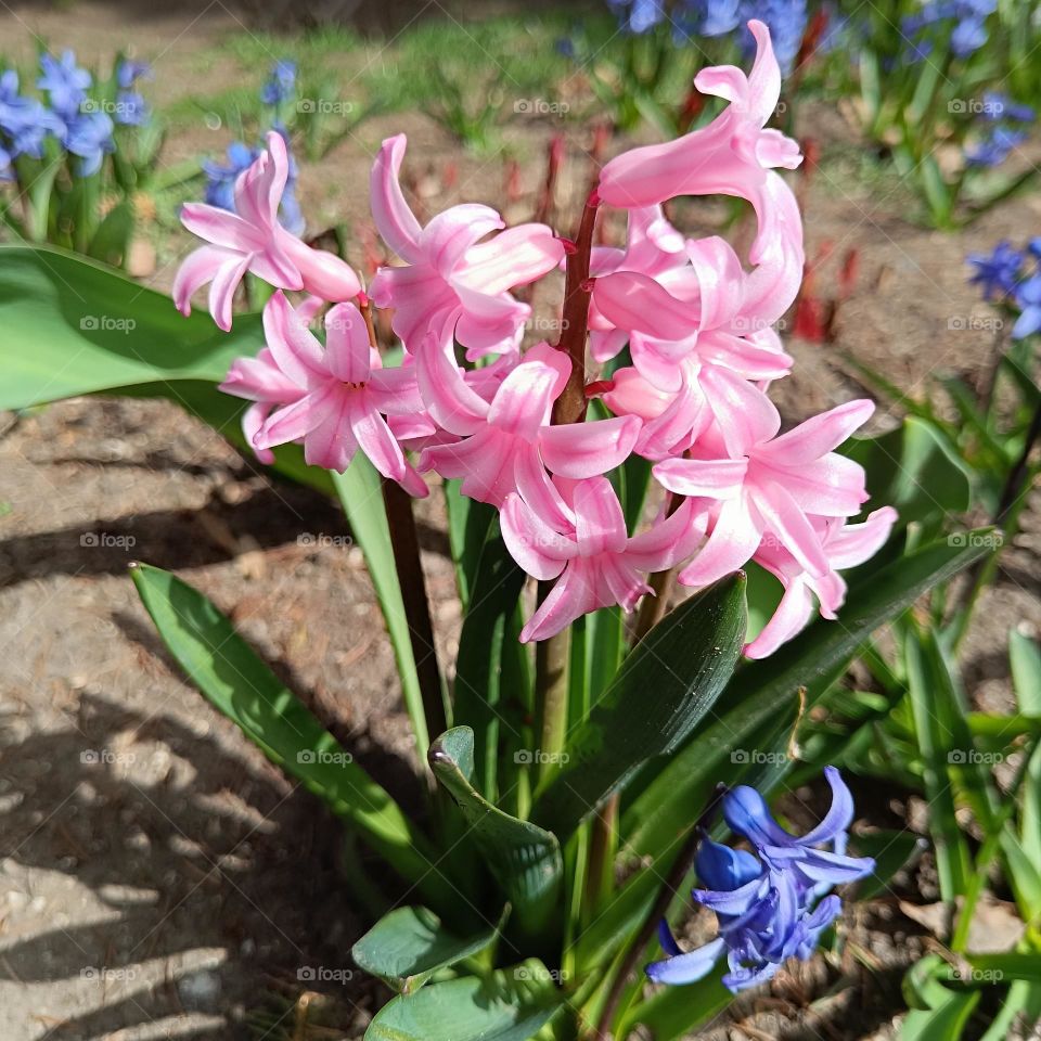 Spring flowers. Pink hyacinths.