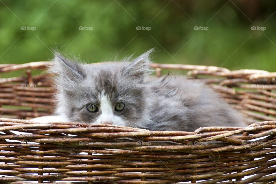 a kitten in a basket