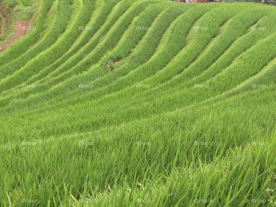 Green rice fields in Chinese mountains.