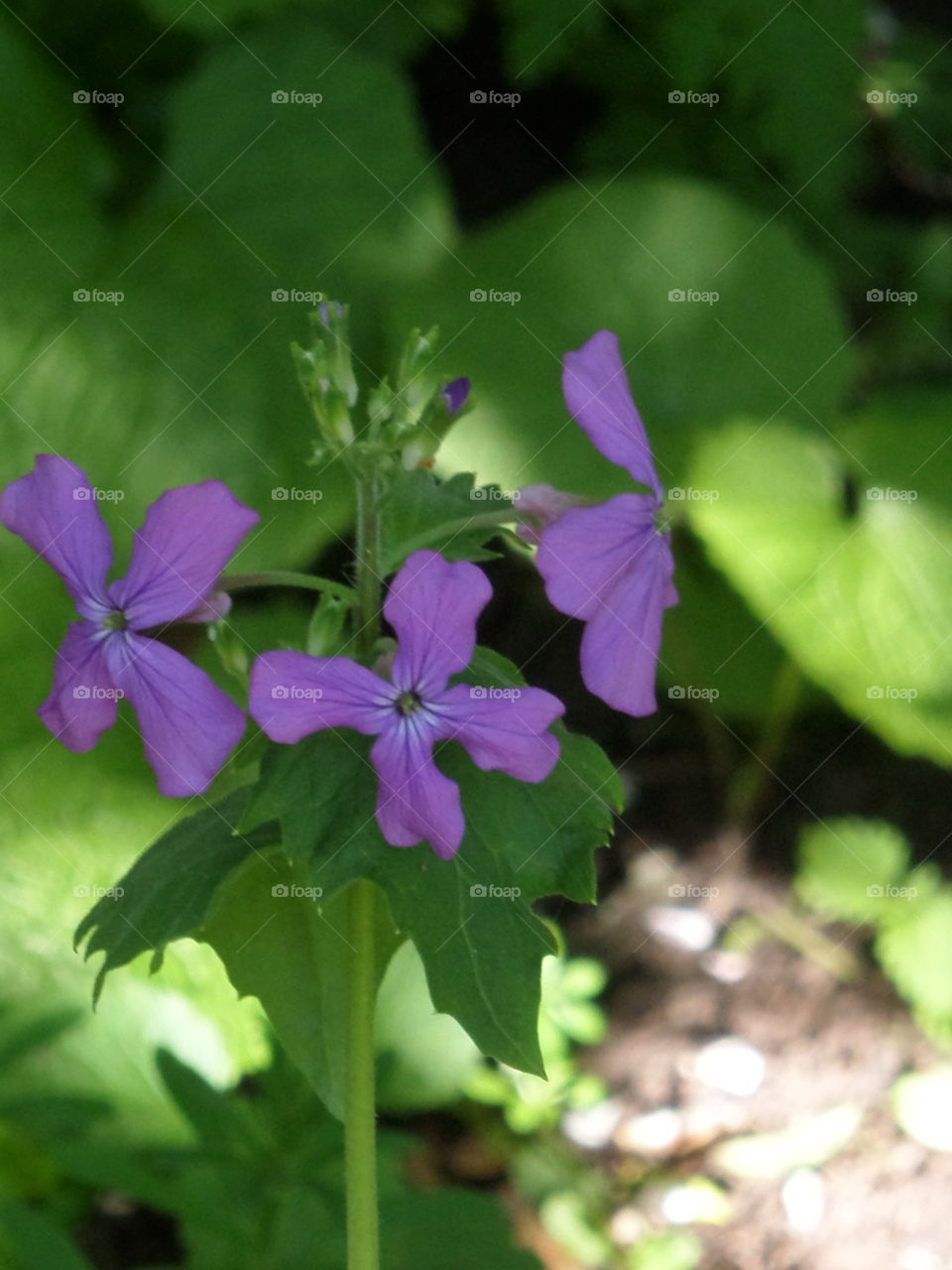 Purple blossom