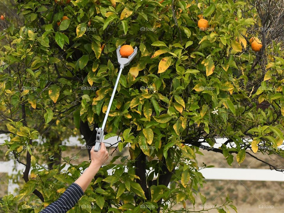 Picking oranges with reachers