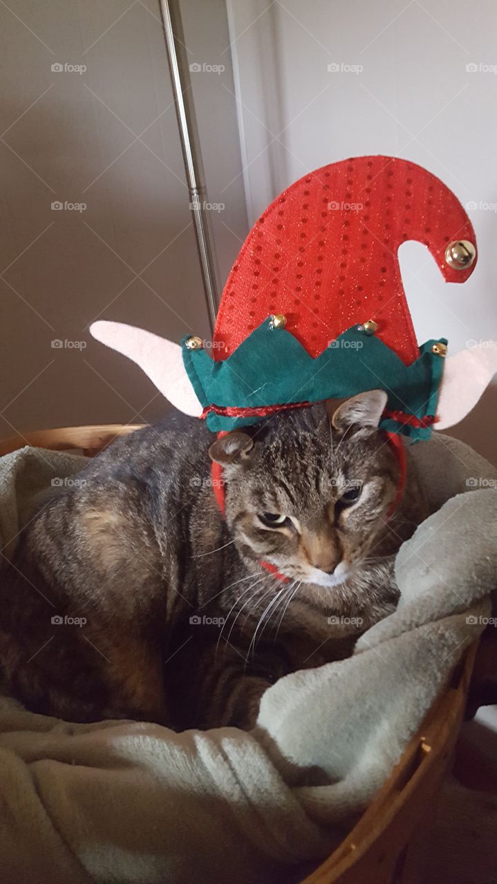monkey with elf hat